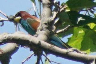 Merops apiaster - Bienenfresser (Europäischer Bienenfresser)